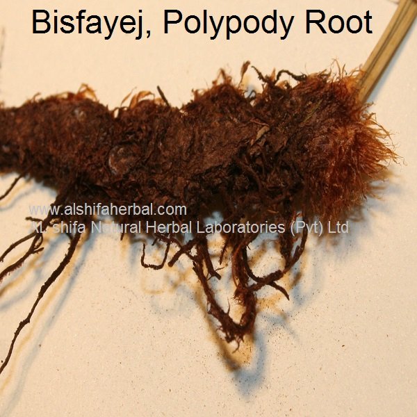 Bisfayej, Polypody Root - Image 3