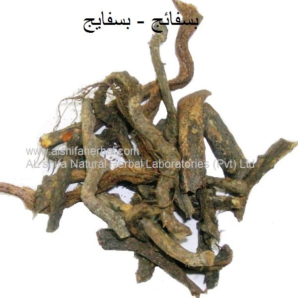 Bisfayej, Polypody Root