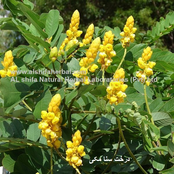 Sana Makki, Cassia angustifolia - Image 2