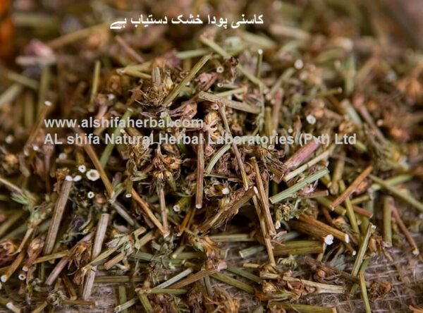 Kasni, Cichorium intybus - Image 6