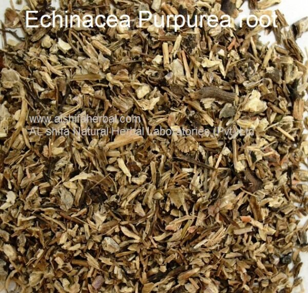 Echinacea augustifolia