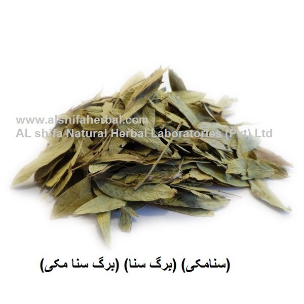 Sana Makki, Cassia angustifolia - Image 4