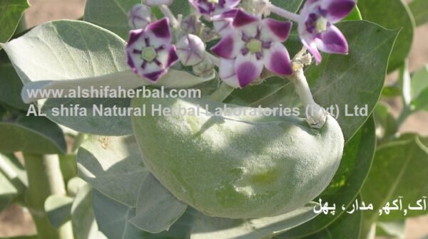 Aak, Madar, Swallow Wort - Image 5