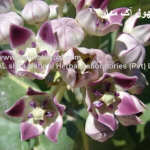 Aak, Madar, Swallow Wort