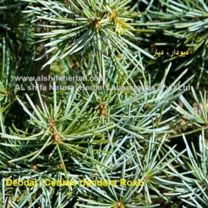 Deodar, Cedrus deodara Roxb