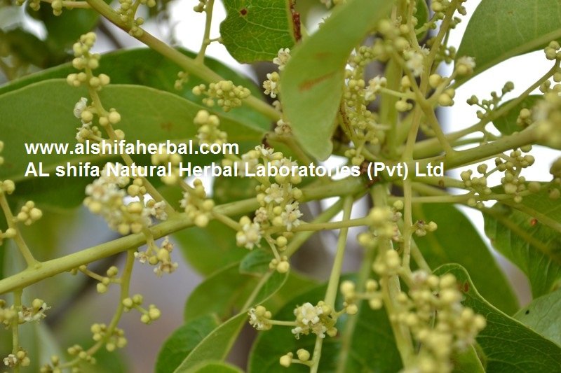 Chironji, Cuddapah Almond - Image 2