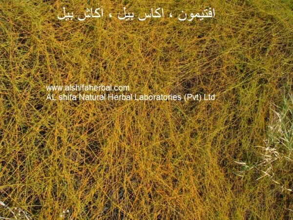 Aftimoon, (Cuscuta reflexa) (Dodder) - Image 4