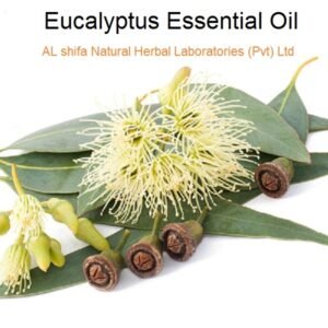 Eucalyptus Tree, Oil