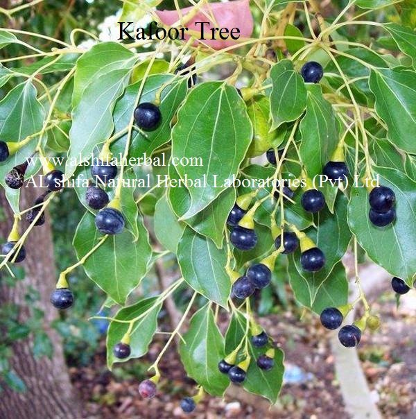 Kafoor, Camphor - Image 4