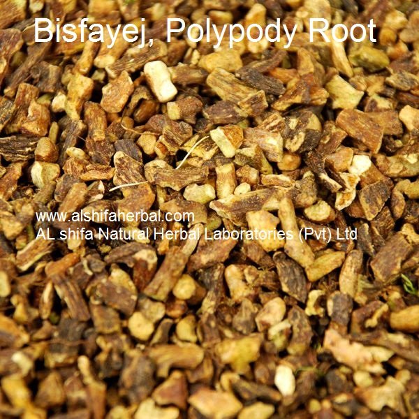 Bisfayej, Polypody Root - Image 4