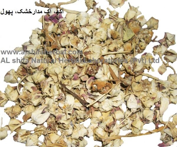Aak, Madar, Swallow Wort - Image 6